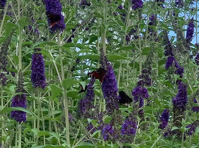 Dom W Kadynach - Dom Na Wylacznosc Max 8 Os Kadyny